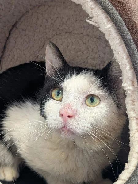Arthur, male 4yo Mixed Breed Cat for adoption at National Animal Welfare Trust, Watford