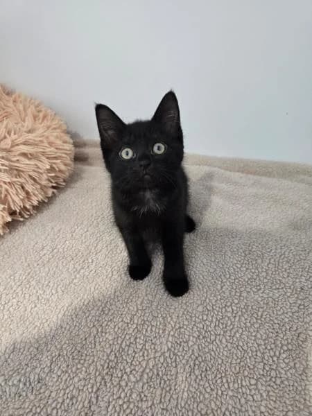 Pixie (& Wisp),  puppy Mixed Breed Cat for adoption at National Animal Welfare Trust, Watford