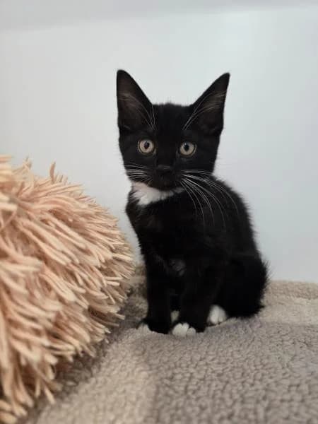 Fae (& Fauna),  puppy Mixed Breed Cat for adoption at National Animal Welfare Trust, Watford