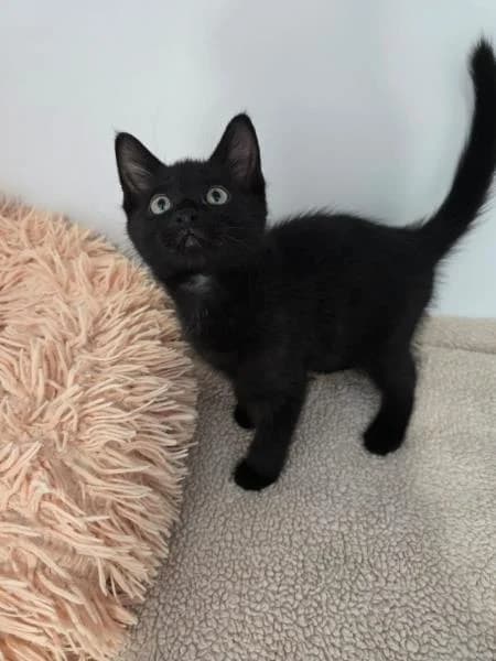 Wisp (& Pixie),  puppy Mixed Breed Cat for adoption at National Animal Welfare Trust, Watford