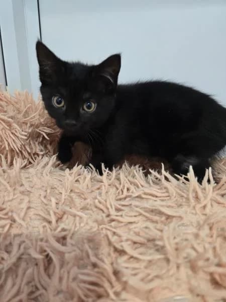 Fauna (& Fae),  puppy mixed breed for adoption at National Animal Welfare Trust, Watford