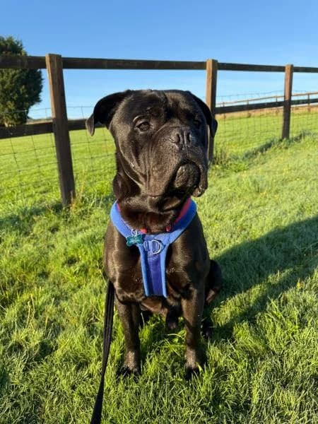 Apollo,  7yo Mastiff for adoption at National Animal Welfare Trust, Watford