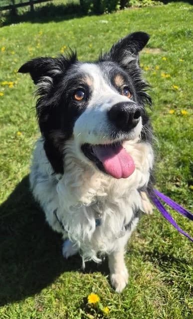 Lexie, female senior Border Collie for adoption at National Animal Welfare Trust, Watford