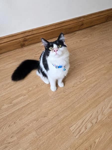 Pancake, male puppy Mixed Breed Cat for adoption at National Animal Welfare Trust, Watford
