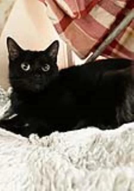 Liberty,  3yo Mixed Breed Cat for adoption at National Animal Welfare Trust, Watford