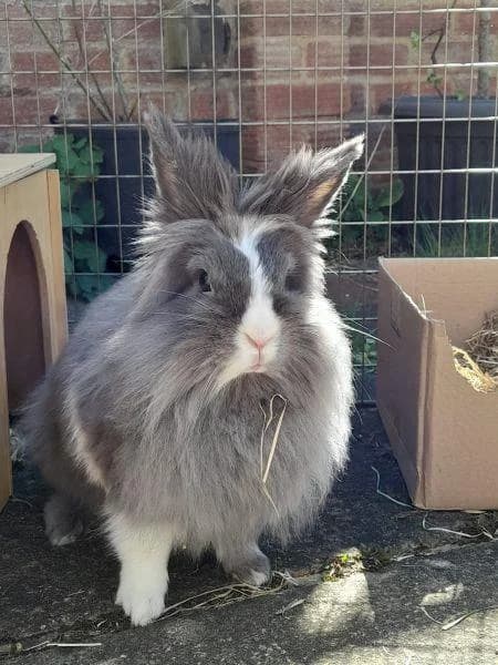 Fiona, female young mixed breed for adoption at National Animal Welfare Trust, Watford