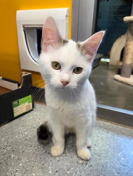 Thatcher & Scrumpy, male puppy Mixed Breed Cat for adoption at National Animal Welfare Trust, Watford