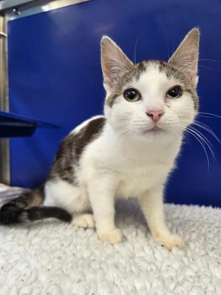 Scrumpy & Thatcher, male puppy Mixed Breed Cat for adoption at National Animal Welfare Trust, Watford