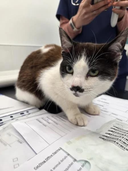 Herbert, male puppy Mixed Breed Cat for adoption at National Animal Welfare Trust, Watford