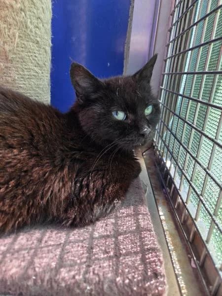 Susan, female young Mixed Breed Cat for adoption at National Animal Welfare Trust, Watford