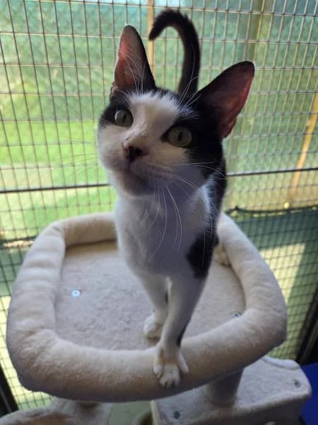 Constance, female young Mixed Breed Cat for adoption at National Animal Welfare Trust, Watford