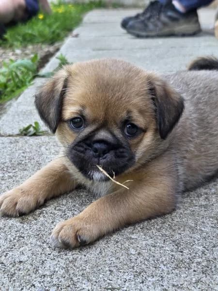Bee, female puppy Pug for adoption at National Animal Welfare Trust, Watford