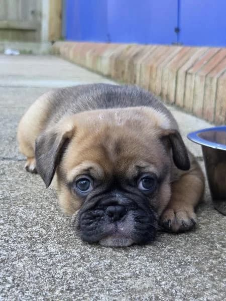 Jerry, male puppy Pug for adoption at National Animal Welfare Trust, Watford