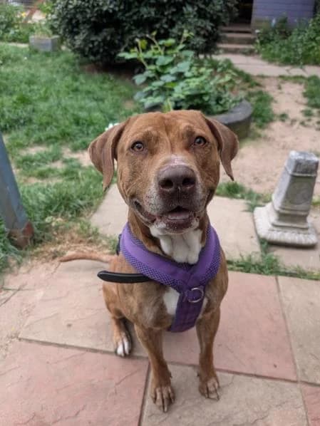 Toby,  3yo Staffordshire Bull Terrier for adoption at National Animal Welfare Trust, Watford