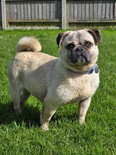 Trixie, female 7yo Pug for adoption at National Animal Welfare Trust, Watford