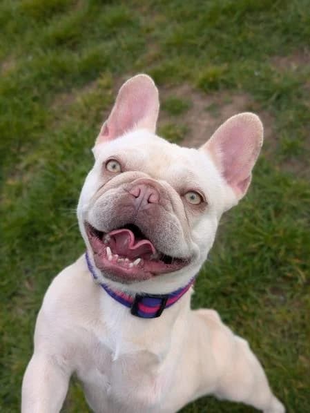 Eden, female 3yo English Bulldog for adoption at National Animal Welfare Trust, Watford