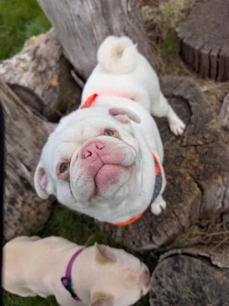 Albie, male 4yo Pug for adoption at National Animal Welfare Trust, Watford
