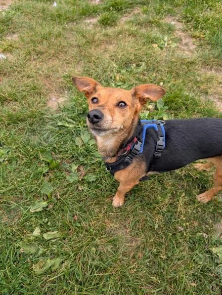 Little One (and Bambi), female 5yo Jack Russell Terrier for adoption at National Animal Welfare Trust, Watford