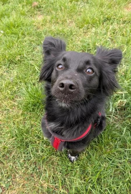 Bambi (and Little One), male 7yo mixed breed for adoption at National Animal Welfare Trust, Watford