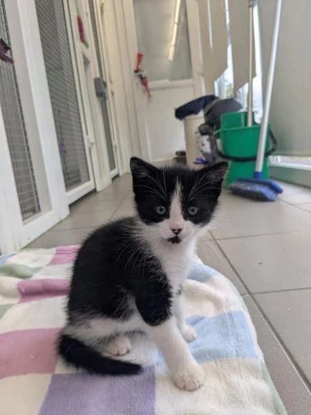 Thorn, male puppy Mixed Breed Cat for adoption at National Animal Welfare Trust, Watford
