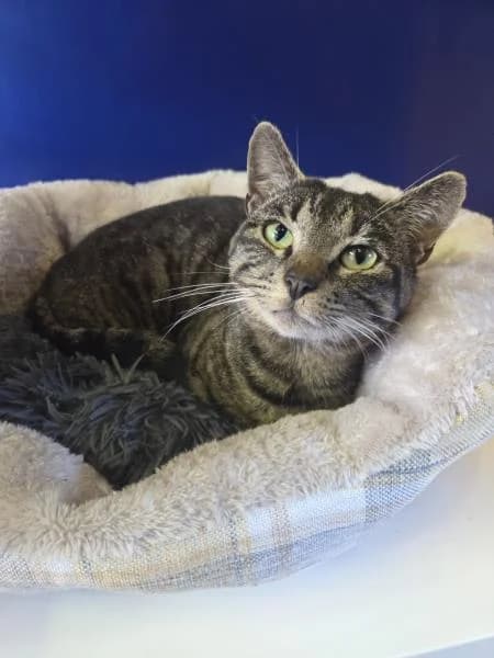Jethro, male young Mixed Breed Cat for adoption at National Animal Welfare Trust, Watford