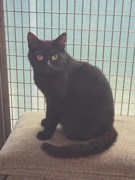 Sherry, female young Mixed Breed Cat for adoption at National Animal Welfare Trust, Watford