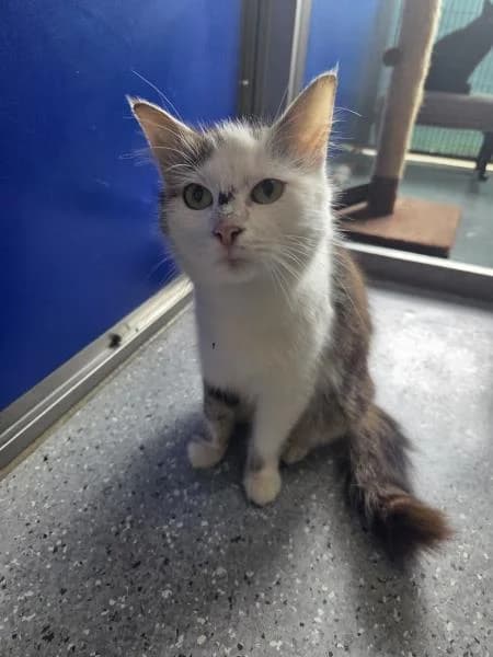 Margarita, female young mixed breed for adoption at National Animal Welfare Trust, Watford