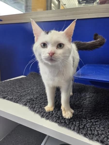 Vesper, male young Mixed Breed Cat for adoption at National Animal Welfare Trust, Watford