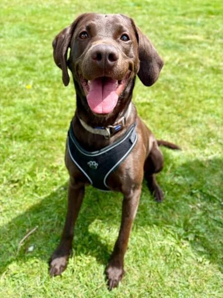 Django, male 4yo Labrador Retriever for adoption at National Animal Welfare Trust, Watford