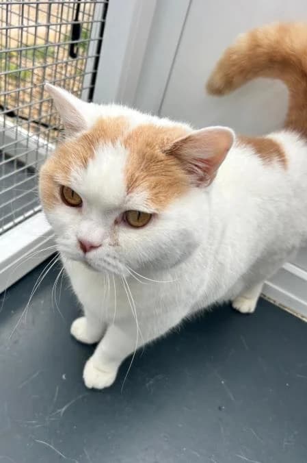 Wanzi, male 7yo British Shorthair for adoption at National Animal Welfare Trust, Watford