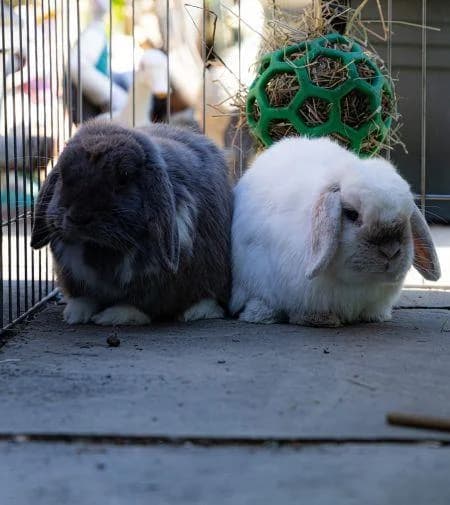 Snowflake (with Stormy), female 5yo mixed breed for adoption at National Animal Welfare Trust, Watford