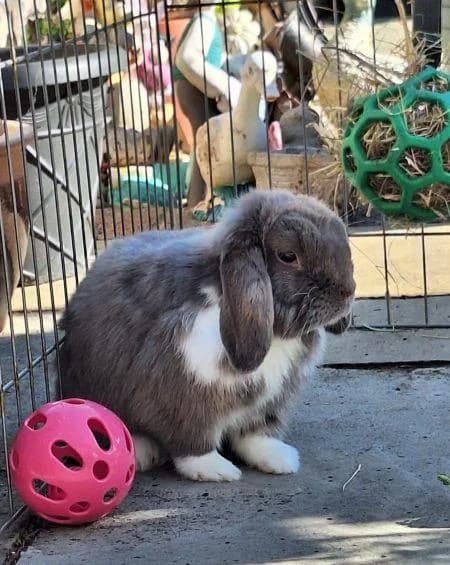 Stormy (with Snowflake), male 5yo mixed breed for adoption at National Animal Welfare Trust, Watford