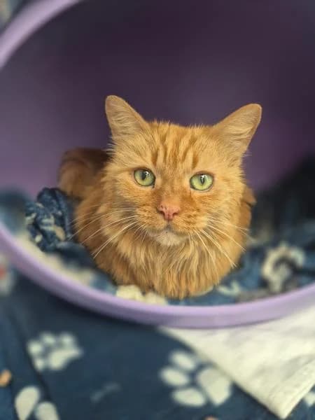 Keetcha (& Blanco), female senior mixed breed for adoption at National Animal Welfare Trust, Watford