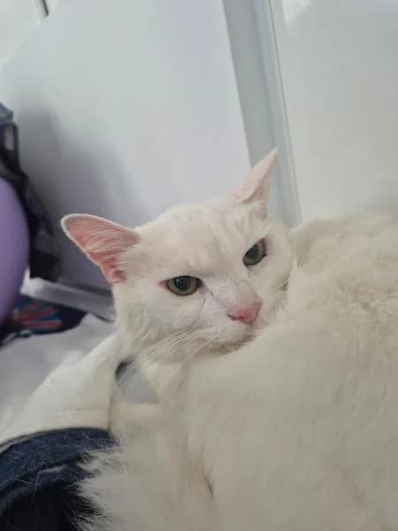 Blanco (& Keetcha), male senior Mixed Breed Cat for adoption at National Animal Welfare Trust, Watford