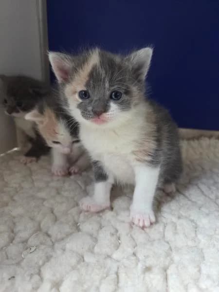 Lira, female puppy Mixed Breed Cat for adoption at National Animal Welfare Trust, Watford