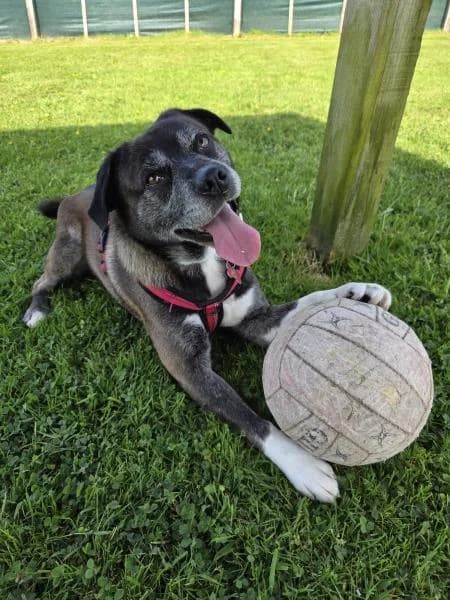 Benny, Pug (National Animal Welfare Trust)