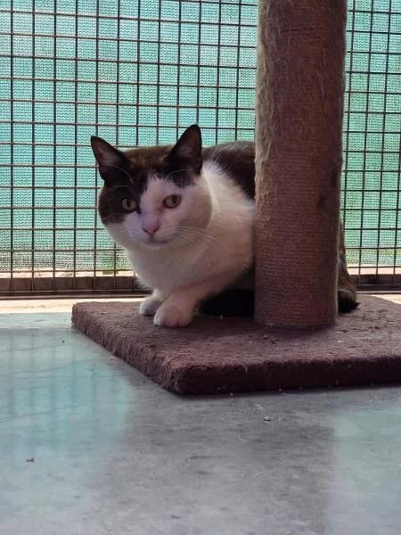 Hennessy, male young Mixed Breed Cat for adoption at National Animal Welfare Trust, Watford
