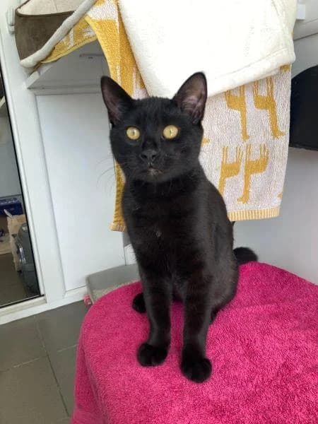 Lady, female puppy Mixed Breed Cat for adoption at National Animal Welfare Trust, Watford