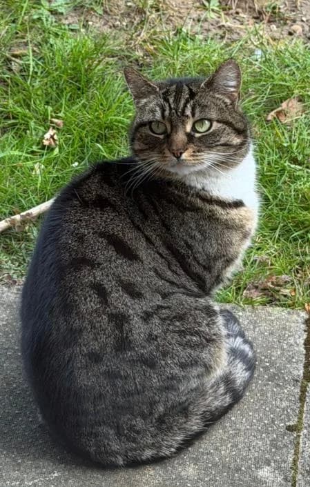 Bunny, female 5yo Mixed Breed Cat for adoption at National Animal Welfare Trust, Watford
