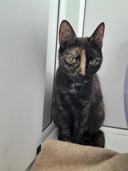 Cleo (& Biscuit), female young Mixed Breed Cat for adoption at National Animal Welfare Trust, Watford
