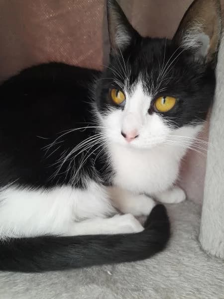 Biscuit (& Cleo), female young Mixed Breed Cat for adoption at National Animal Welfare Trust, Watford