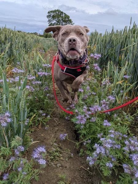Darla, female young Mastiff for adoption at National Animal Welfare Trust, Watford