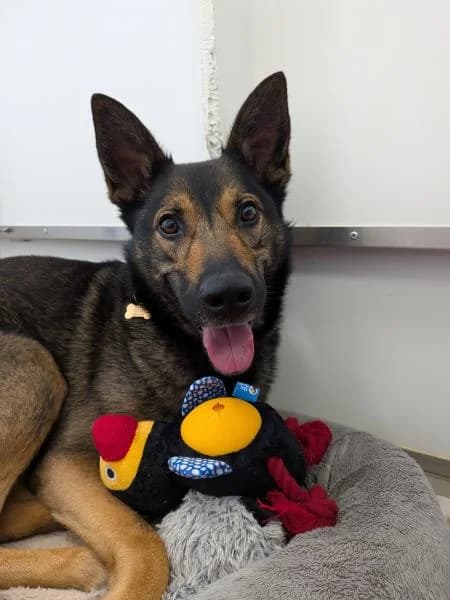 Melody, female 3yo mixed breed for adoption at National Animal Welfare Trust, Watford
