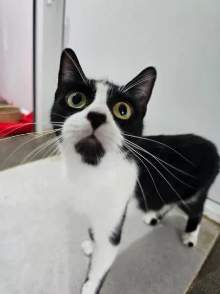 Viola, female young Mixed Breed Cat for adoption at National Animal Welfare Trust, Watford