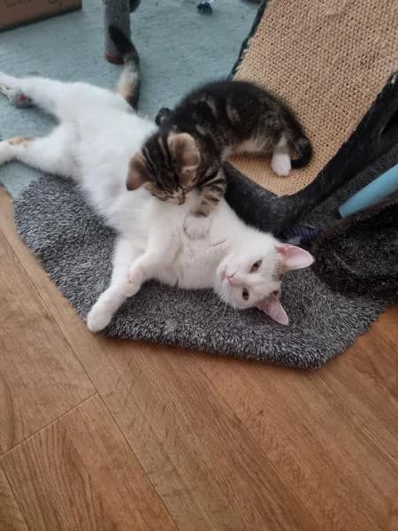 Brioche (& Bagel), female young Mixed Breed Cat for adoption at National Animal Welfare Trust, Watford