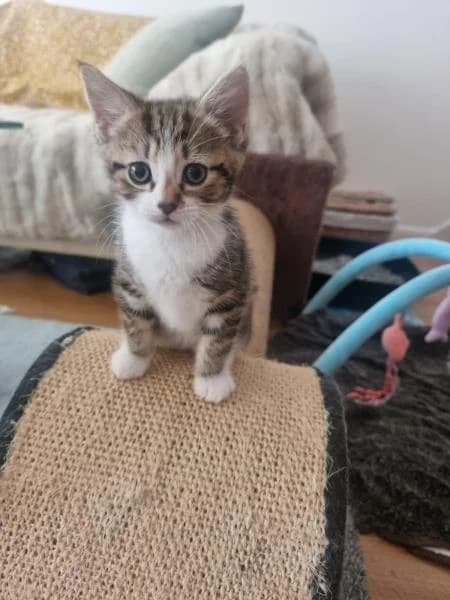 Bagel (& Brioche),  puppy Mixed Breed for adoption at National Animal Welfare Trust, Watford