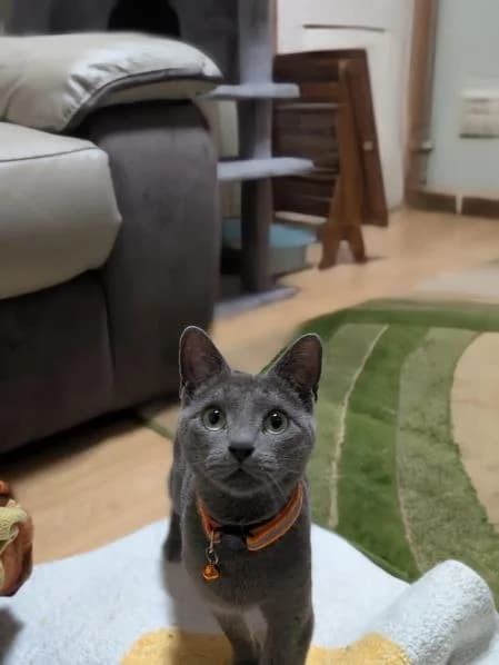Rosaline, female young Russian Blue for adoption at National Animal Welfare Trust, Watford