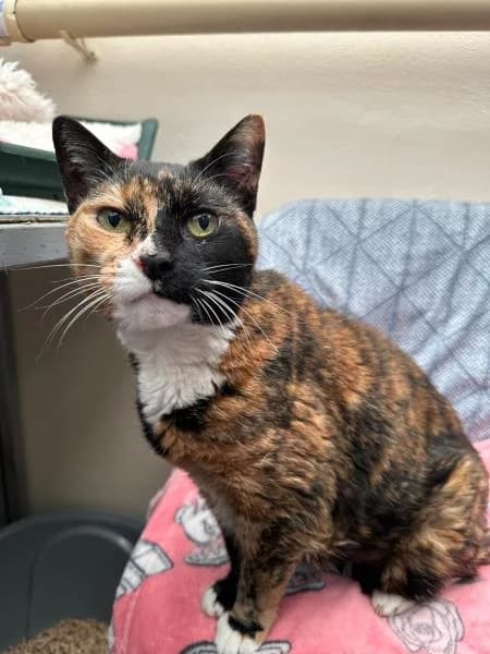 Treacle, female senior Mixed Breed Cat for adoption at National Animal Welfare Trust, Watford