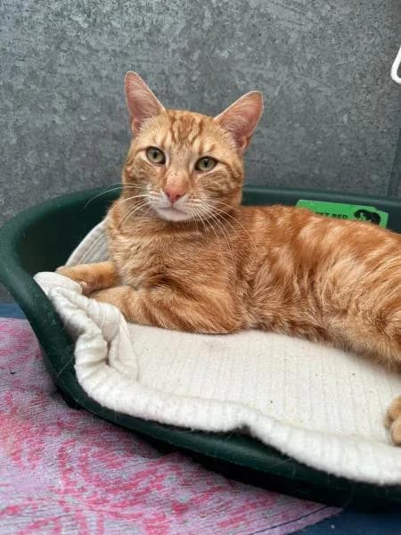 Copper, male 4yo Mixed Breed Cat for adoption at National Animal Welfare Trust, Watford