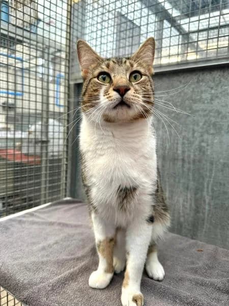Cassius,  5yo Mixed Breed Cat for adoption at National Animal Welfare Trust, Watford
